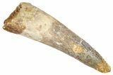 Fossil Spinosaurus Tooth - Real Dinosaur Tooth #372902-1